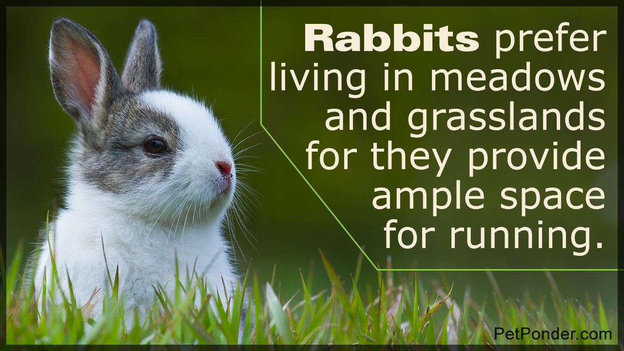 Rabbit Habitat