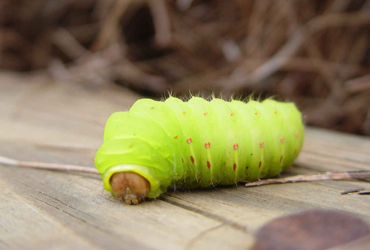 lime green hairy caterpillar