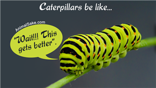 Caterpillar Machaon