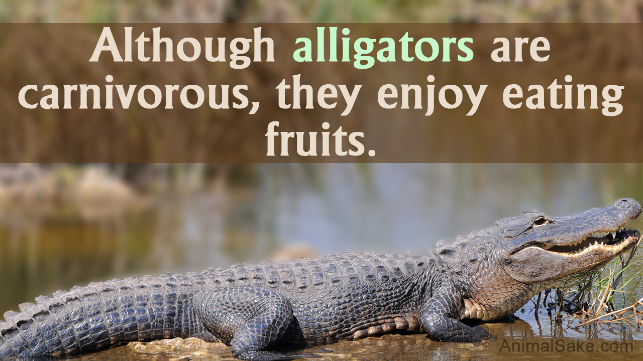 Largest Alligator Ever Recorded