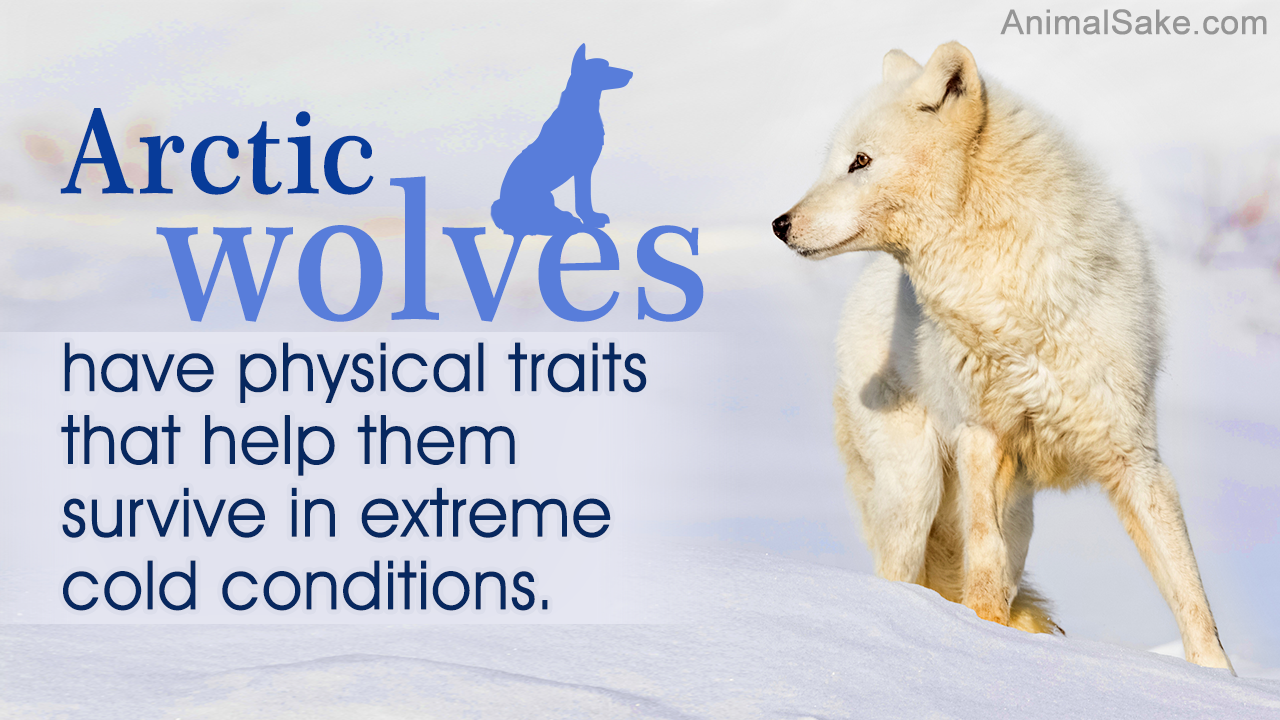 Arctic Wolf Facts