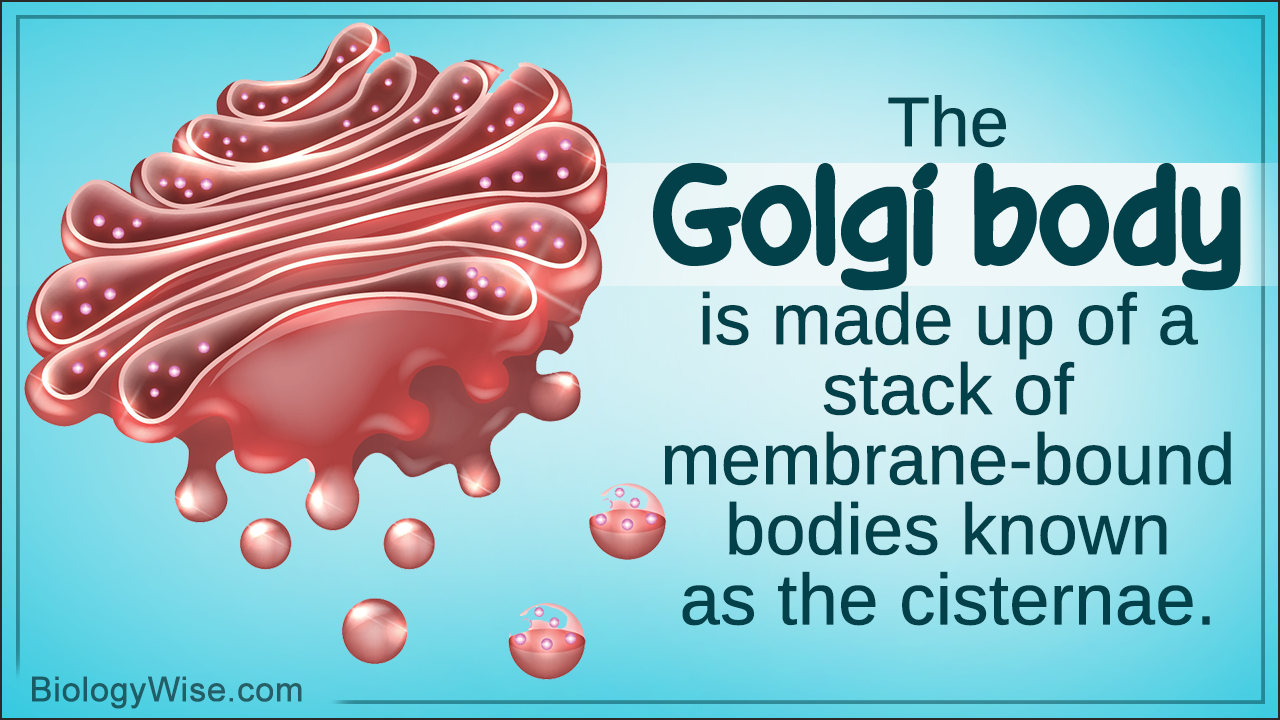 Functions of the Golgi Body