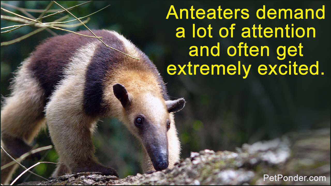 Anteaters as Pets