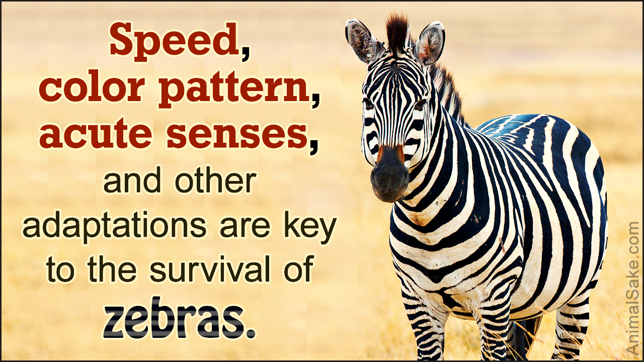 Zebra Adaptations - Animal Sake