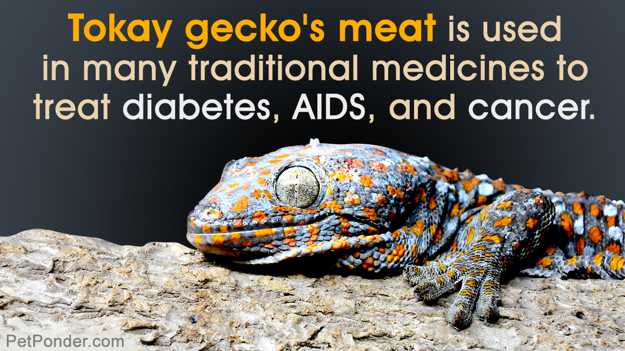 Facts About the Tokay Gecko - Pet Ponder
