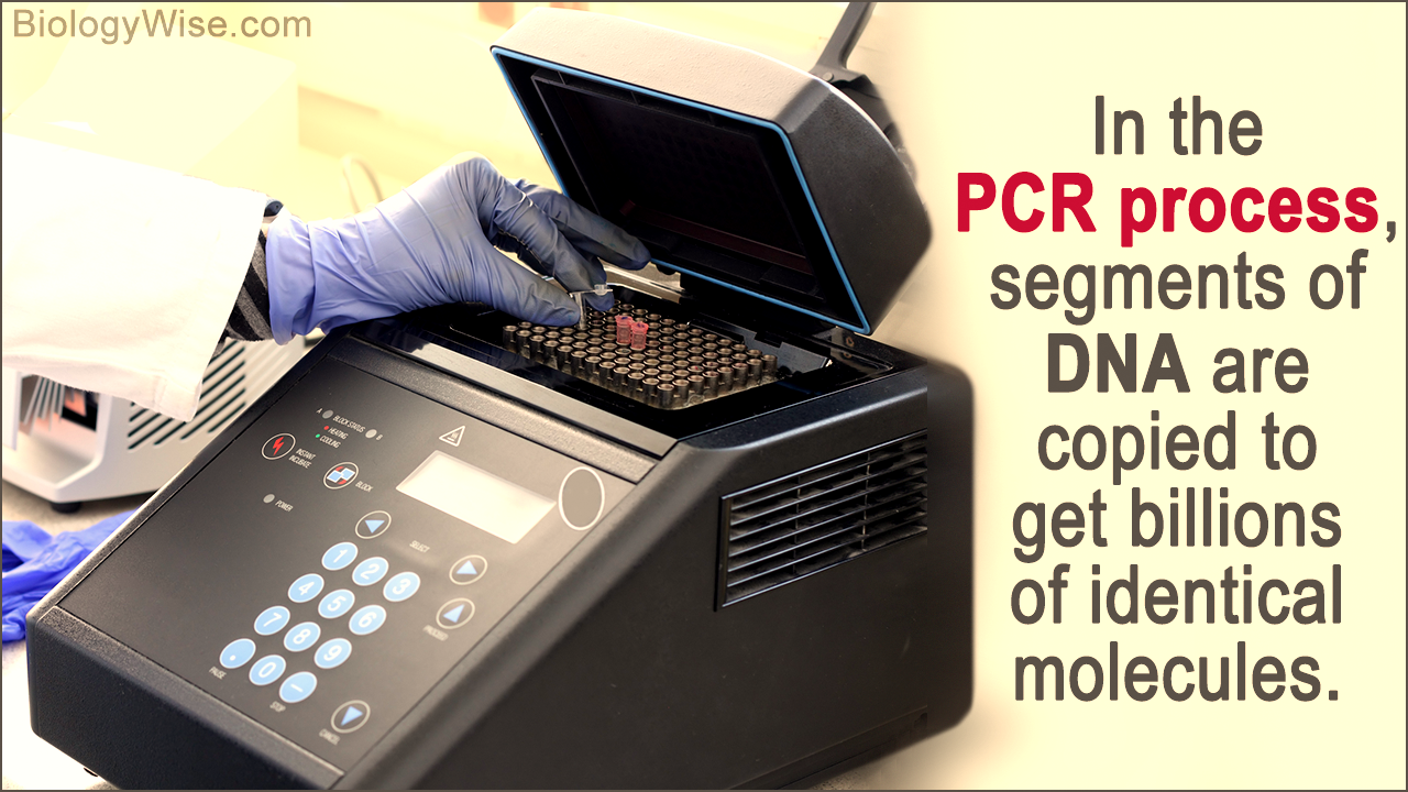 PCR - The Foundation of Cloning
