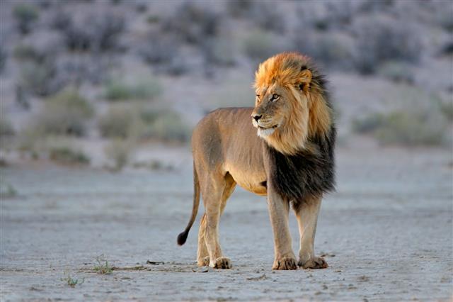 Big Male African Lion