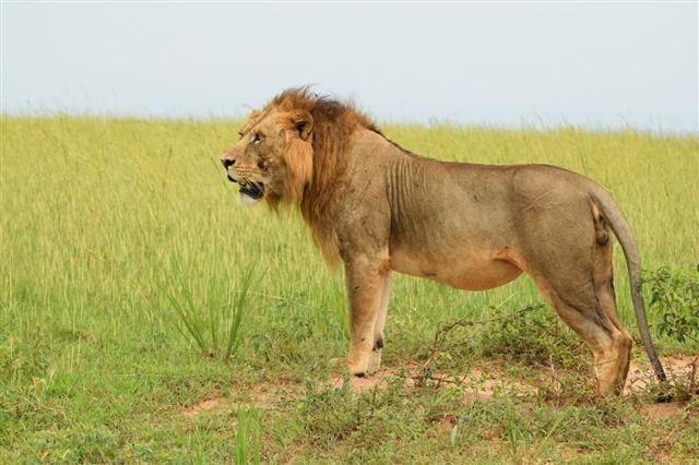 Lion Of Uganda