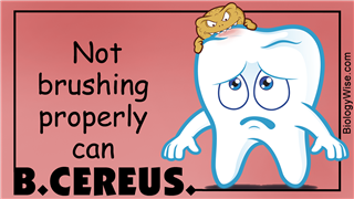 Tooth Attacked By Germs Of Caries