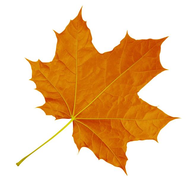 Maple Leaf Isolated Orange