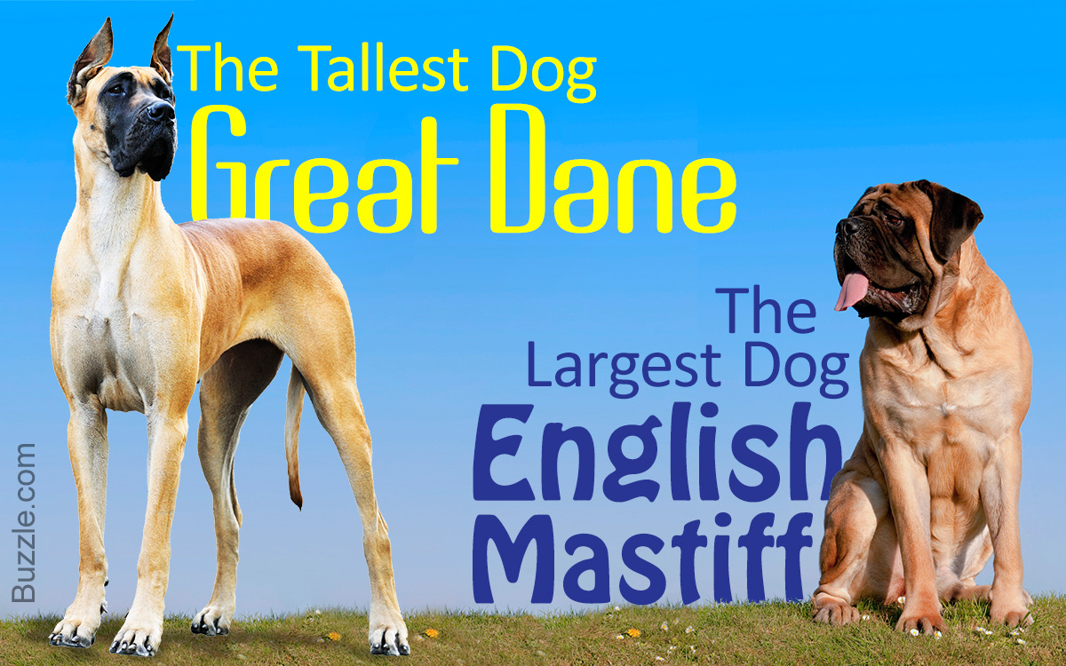 Largest Dog in the World