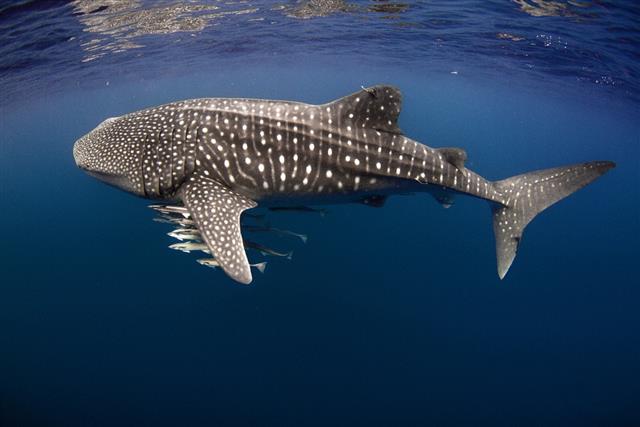 Tagged Whale Shark with Cobia