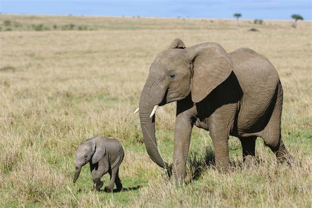 Mother African Elephant and New Baby