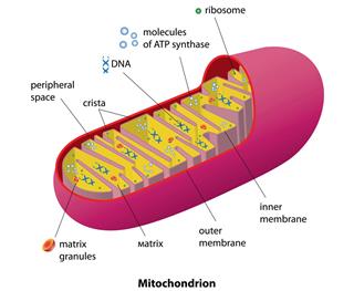 Mitochondrion scheme