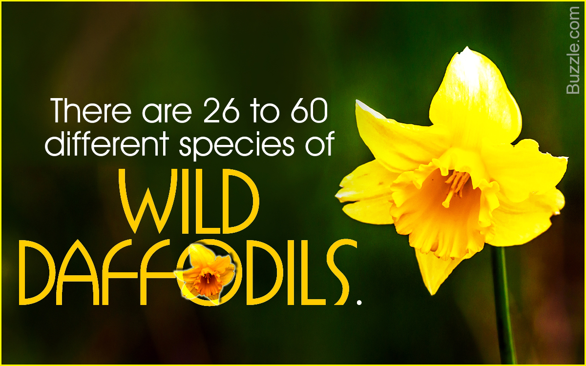 daffodils poem explanation