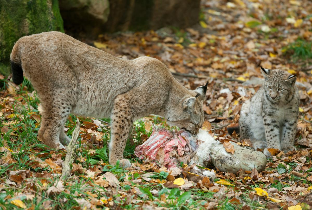 Iberian Lynx Diet