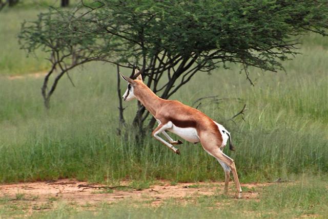 Jumping Springbok