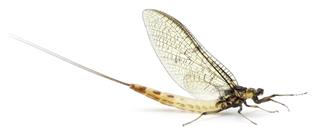 mayfly insect
