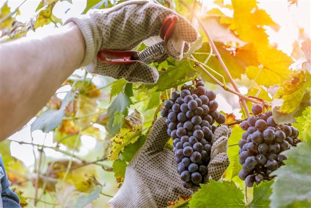 Harvesting wine - farmer picking grapes