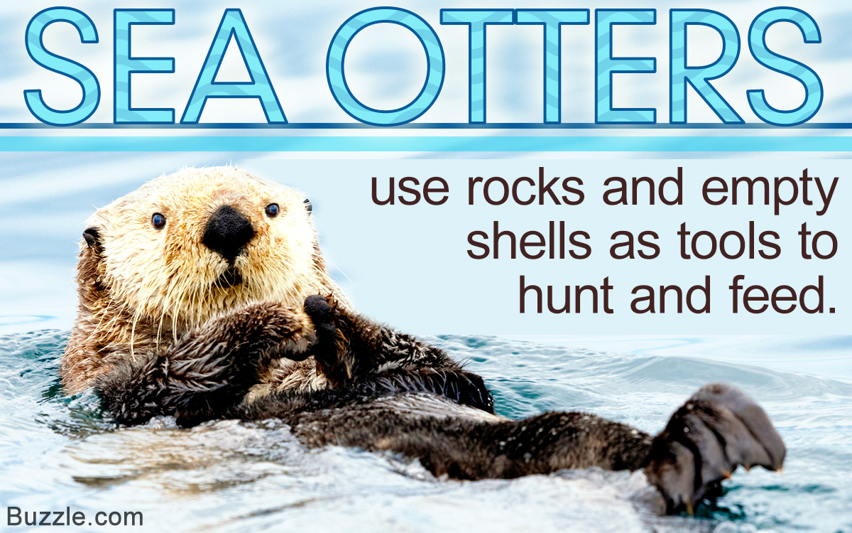 Life Cycle and Habitat of Sea Otters