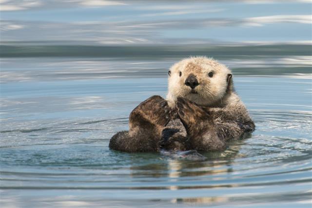 Sea Otter in water