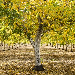 English walnut orchard fall