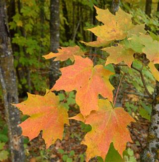 Sugar Maple (Acer saccharum) with Colorful Fall Leaves