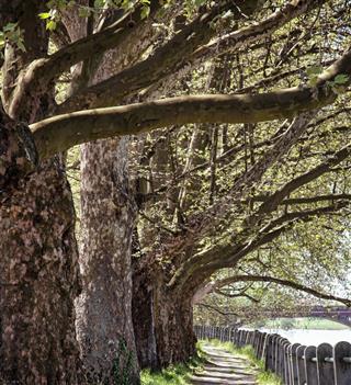 Alley of sycamore tree and railing, footpath scene