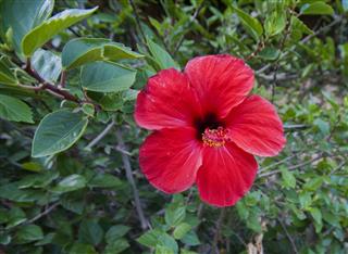 Red hibiscus flower among many leaves
