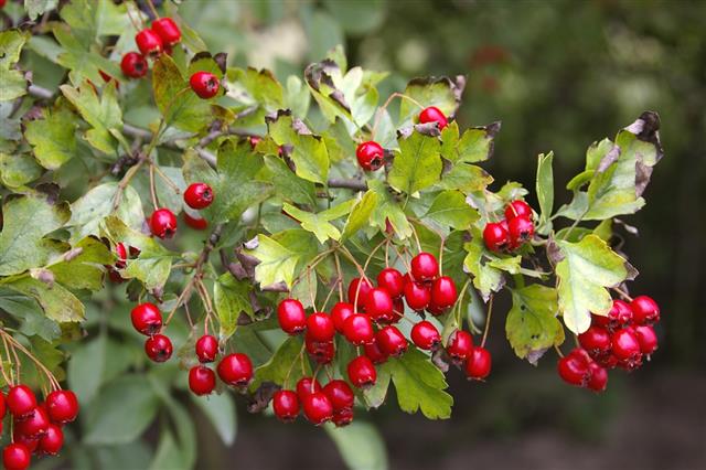 Hawthorn (Crataegus monogyna) with Red Berries