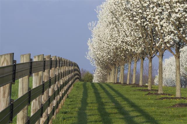 Blooming dogwood trees and fence