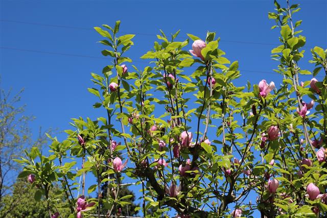 Tulip tree is blooming at Lake Maggiore Italy