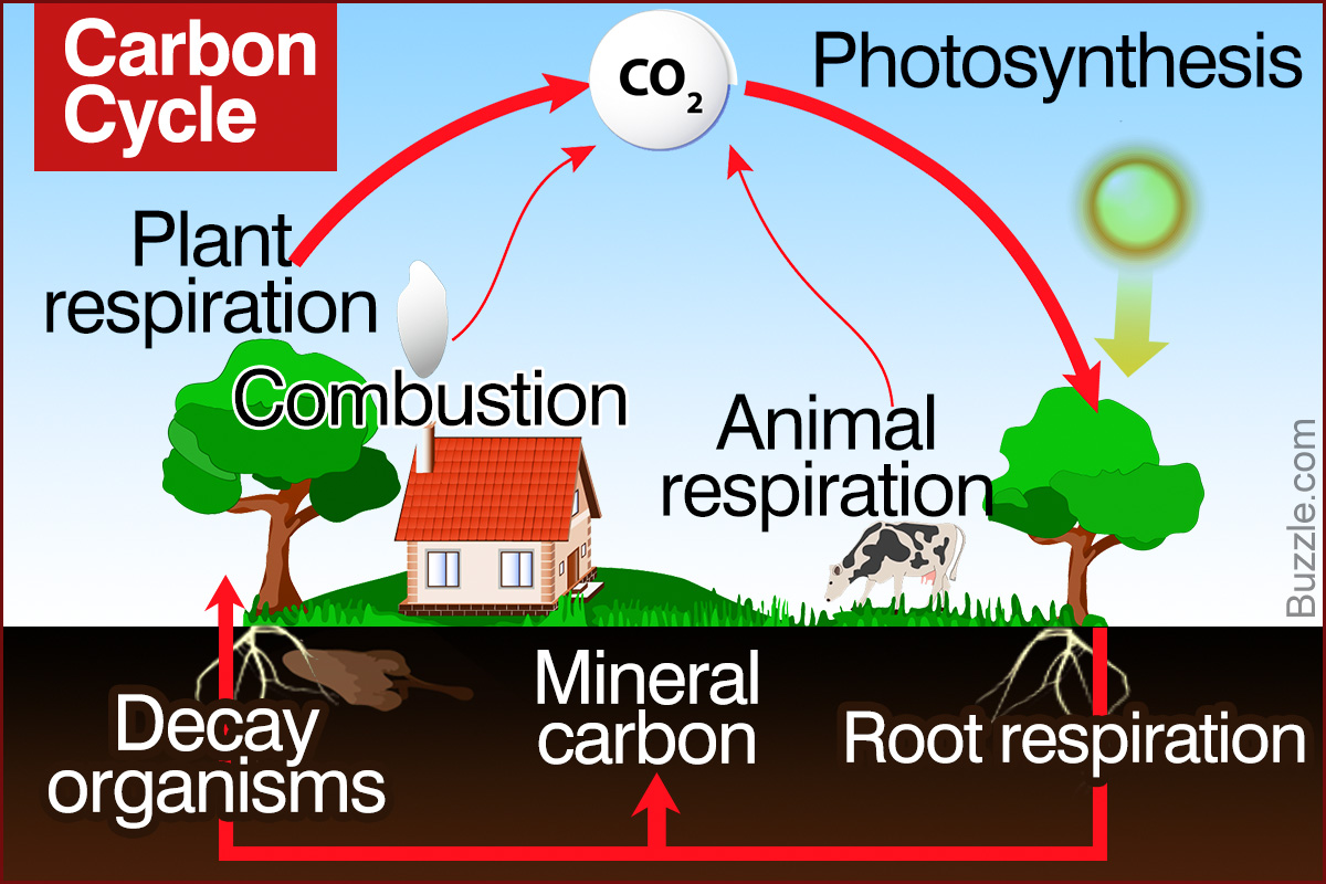 The Carbon Cycle Steps