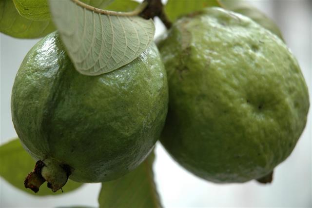 Guava Fruits on Tree