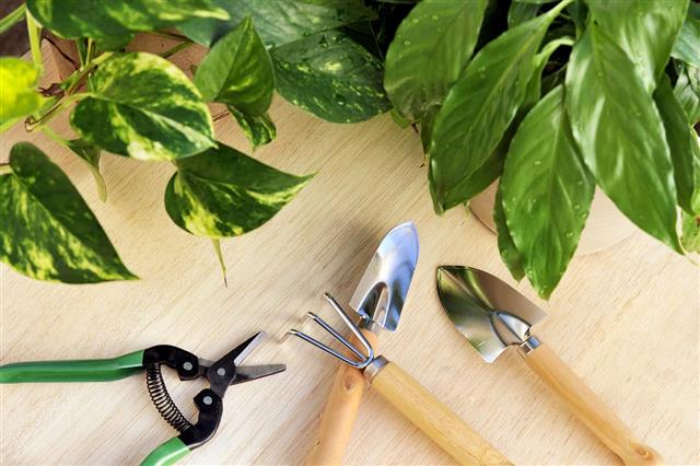 Gardening tools and houseplants