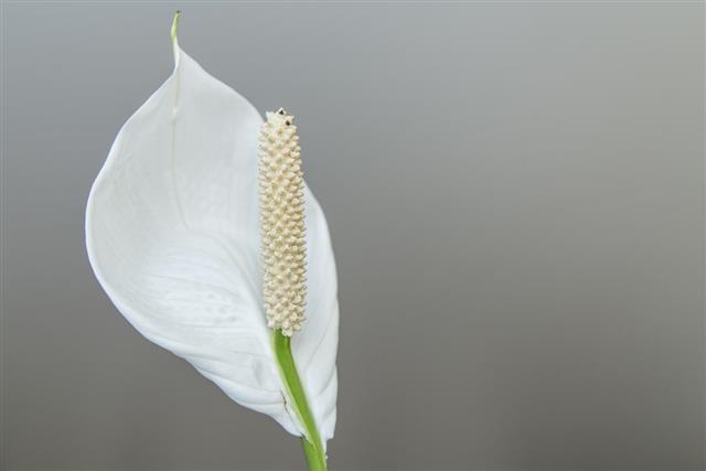 Spathe Flower with white bract
