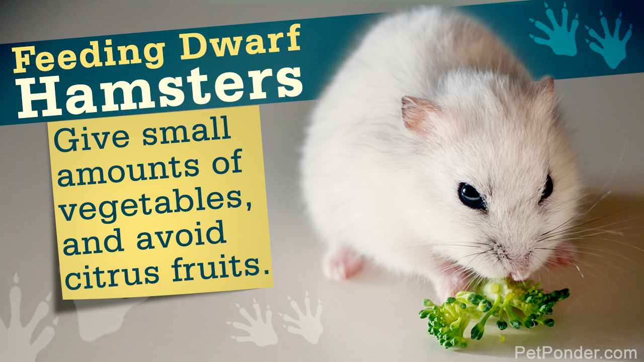 Facts about Dwarf Hamsters