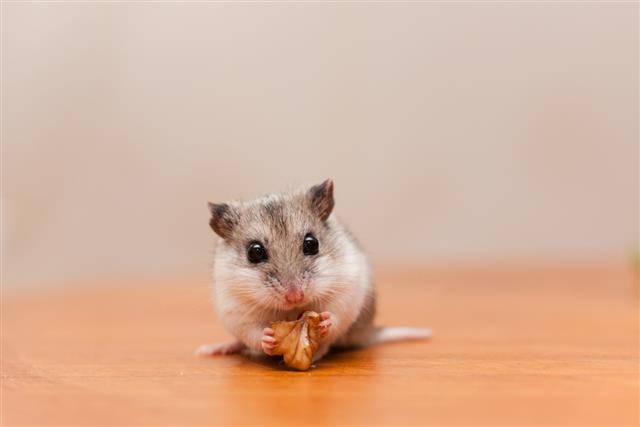 Small chinese hamster