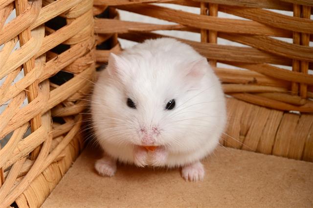 White Roborovski Dwarf Hamster