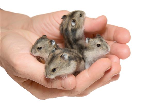 Small hamsters in hands