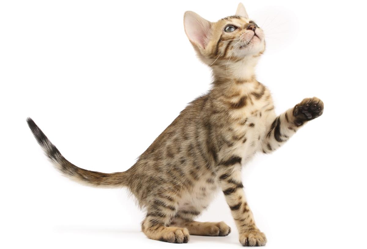Feline Leukemia Vaccine Side Effects Cat Appy