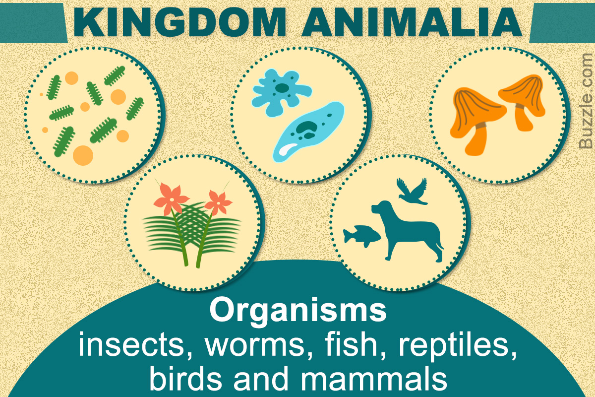An Explanation of the 5 Significant Kingdoms of Living Things - Biology Wise