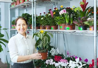 Woman in Flower Shop with Aphelandra