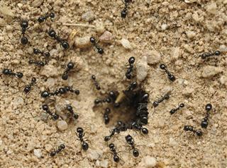 A nest of many black ants in the dirt