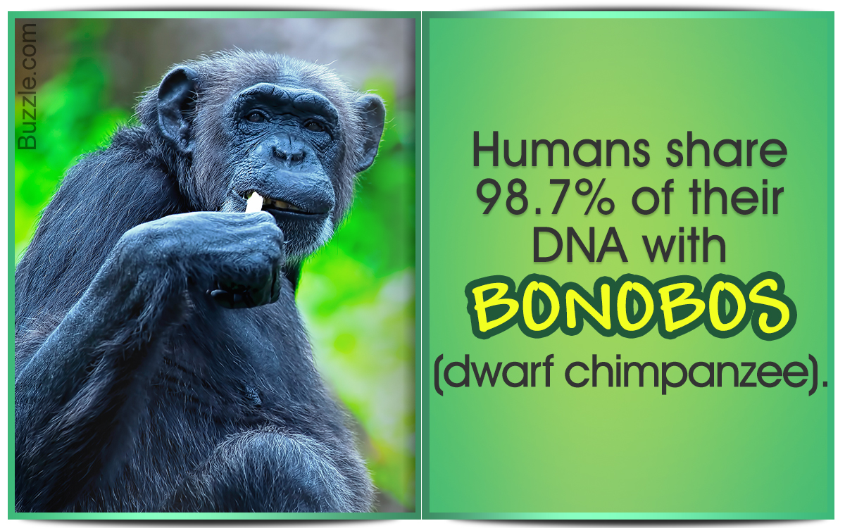 Why are Chimps (Chimpanzees) Endangered?