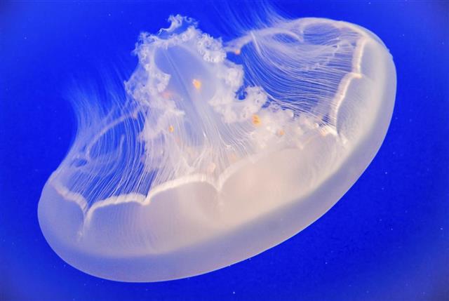 Moon  Jellyfish