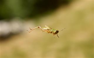 Grasshopper in the jump