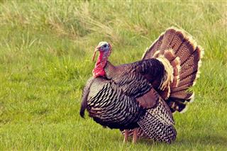 Photo of a male turkey or tom in grassy field
