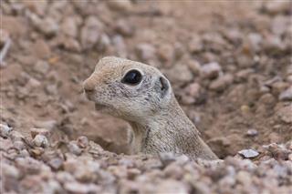 Round-tailed Ground squirrel Peaking out of Burrow