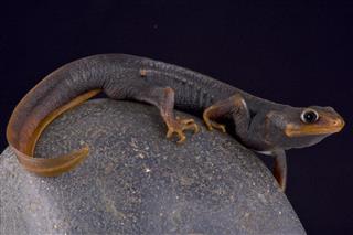 Himalayan newt (Tylototriton verrucosus)